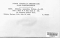 Puccinia opposita image
